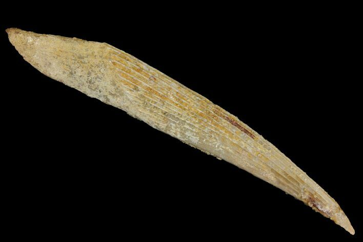 Fossil Shark (Hybodus) Dorsal Spine - Morocco #145380